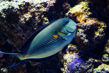 Naklejka na ściany i meble Beautiful sohal surgeon fish on a coral reef.