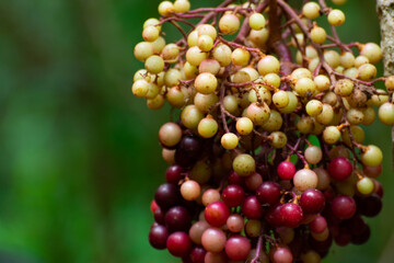 Ampelocissus martinii Planch.Wild grapes, a plant that looks like grapes Medicinal plants in the Southeast Asian rainforest 