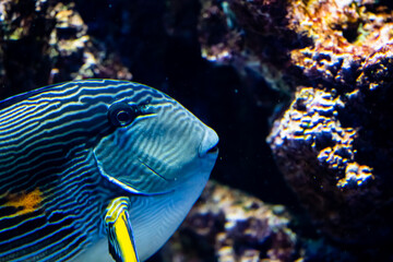 Fototapeta na wymiar Beautiful sohal surgeon fish on a coral reef.