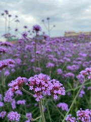 flowers in the field