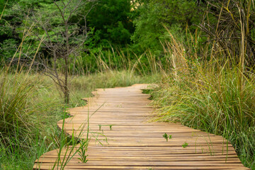 Wooden walkway or footpath with planks leading you through the grass into the woods