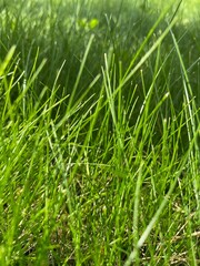 green grass with water drops