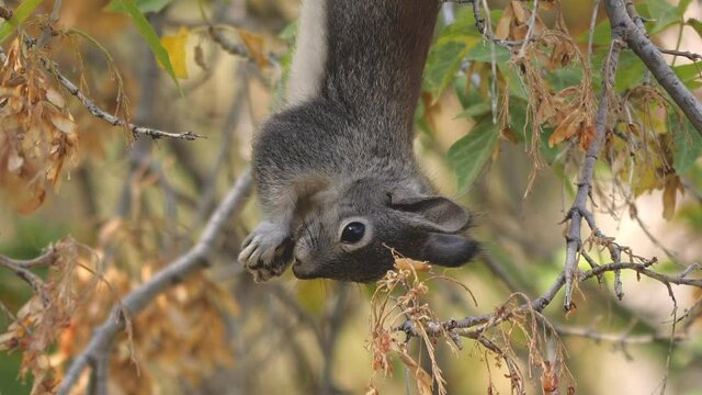 Abert's Squirrel Hangs Upside Down Eating Seeds from a Tree Slow Motion Close Up