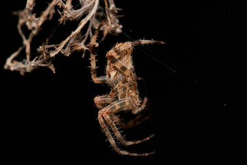 Garden spider in natural environment, Danube forest, Slovakia, Europe