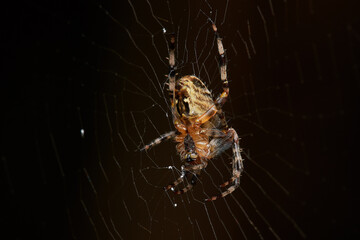 Garden spider in natural environment, Danube forest, Slovakia, Europe