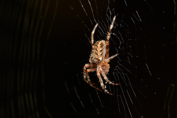 Garden spider in natural environment, Danube forest, Slovakia, Europe