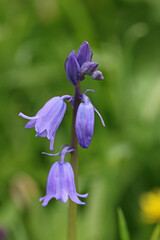 Bluebell flower in close up