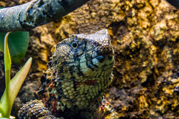 The Chinese crocodile lizard (Shinisaurus crocodilurus) is a semiaquatic lizard found only in cool forests in southern China and northern Vietnam. 