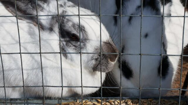 Two rabbits in a cage are eating food, close up.
