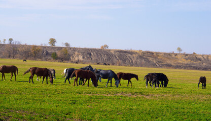 Herd of horses graze in the meadow.