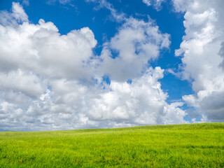 Fototapeta na wymiar Blue sky with big white clouds filling most of sky overgreen field in southwest Florida