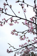 There are many pink cherry blossoms