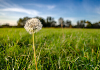 Field milk thistle on meadow in early autumn. Mlecz