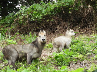 二ホンカモシカの親子