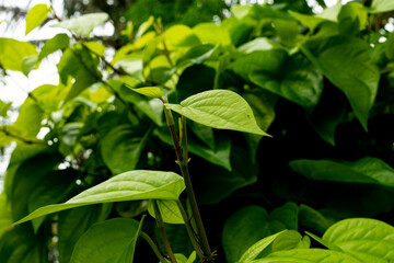close up, betel leaves are mostly eaten in Thailand.