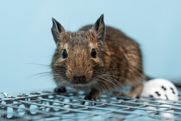 Little cute gray mouse Degu close-up. Exotic animal for domestic life. The common degu is a small hystricomorpha rodent endemic from Chile.  © nedomacki