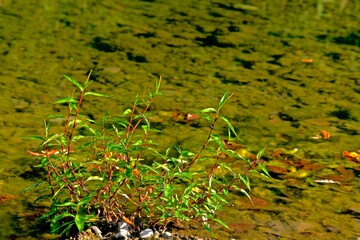 Aquatic plant with red stems and green leaves growing in a shallow transparent river surrounded by green algae
