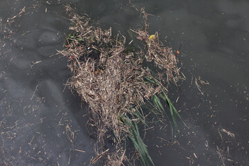 川面に浮かぶゴミ