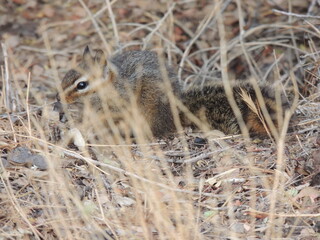 Chipmunk foraging amongst dried grass