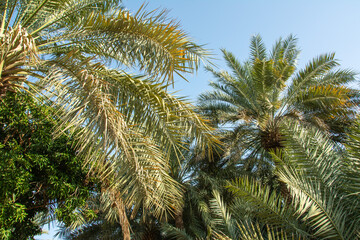 Fototapeta na wymiar Palm trees at the Al Ain Oasis in the city of Al Ain in the United Arab Emirates