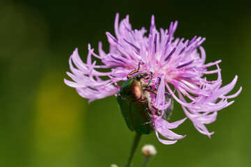 Green rose chafer on wild thistle, Danube wetland, Slovakia, Europe