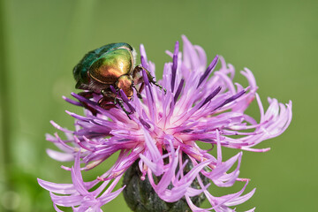 Green rose chafer on wild thistle, Danube wetland, Slovakia, Europe