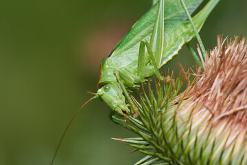 Bush cricket on dry thistle on meadow, Danube wetland, Slovakia, Europe
