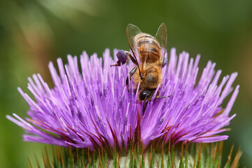 Wild bee pollinating purple thistle on danube meadow, Slovakia, Europe