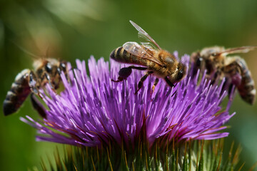 Wild bee pollinating purple thistle on danube meadow, Slovakia, Europe