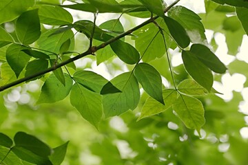 Fototapeta na wymiar Green leaves of a tree in spring