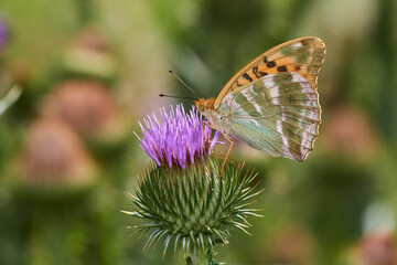 Silver wasked fritillary butterfly sitting on wild thistle, Danube wetland, Slovakia, Europe