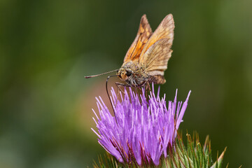 Large skipper ,,ochlodes sylvanus,, sitting on wild thistle, Danube wetland, Slovakia, Europe