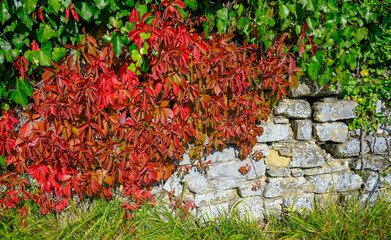 Gray ancient brick wall covered with red grapes leaves close-up. Natural background. Copy space	