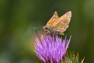 Large skipper ,,ochlodes sylvanus,, sitting on wild thistle, Danube wetland, Slovakia, Europe