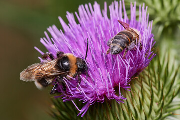 Bumblebee pollinates wild thistle, Danubian forest, Slovakia, Europe