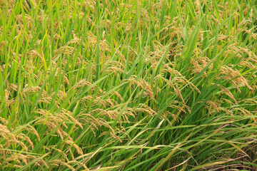 収穫前の田んぼの稲穂のアップ