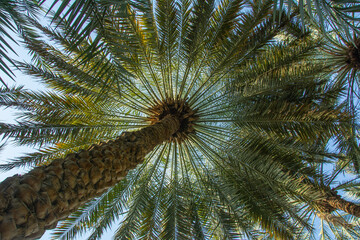 Wallpaper like view of a sky through palm leaves from under the palm tree in United Arab Emirates