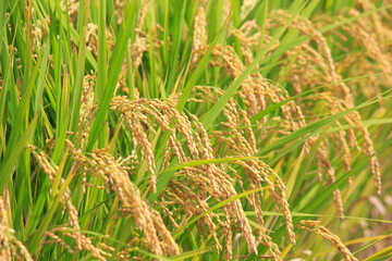 収穫前の田んぼの稲穂のアップ