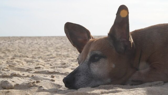 Bonito y tranquilo perro en la arena de la playa de Matalascañas