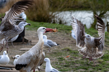 Futterneid zwischen Storch und Möwen