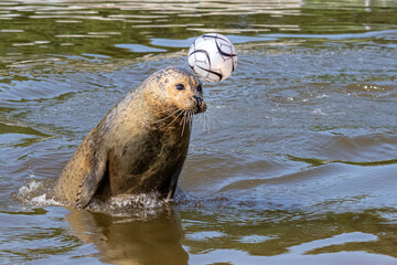 Fototapeta premium Seehund / Robbe köpft den Ball