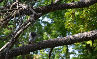 szary gołąb na gałęzi drzewa w parku