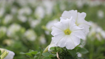  White flowers in a corner of the park