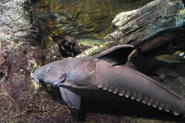 水底で静かに潜んでいる巨大なオキシドラス