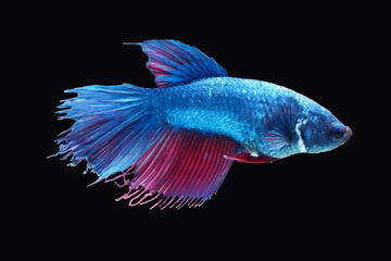Beautiful Thai betta fish  with crown tail