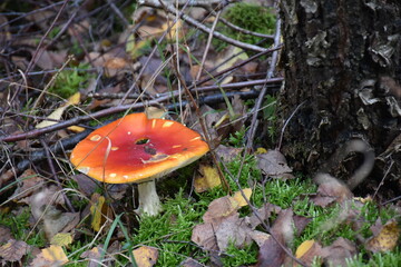 Fliegenpilz im Eifelwald