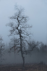 Obraz na płótnie Canvas Bare birch tree in foggy dark autumn evening
