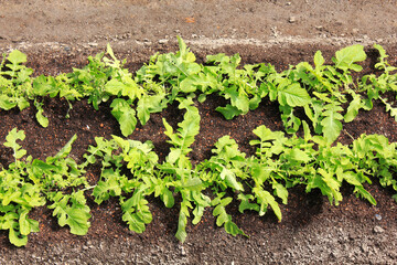 家庭菜園の農作物