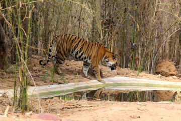 tiger in the India