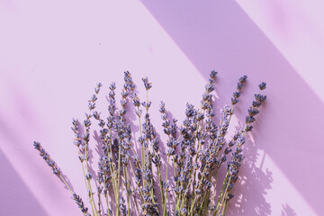 Branches of blooming lavender on a lilac background in the sun with shadows from objects, top view, place for writing, tinting in a delicate lilac color